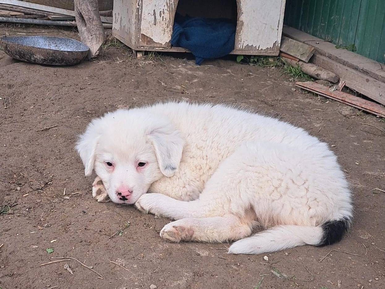 Adotta un cane, femmina, 2 mesi, Caltanissetta