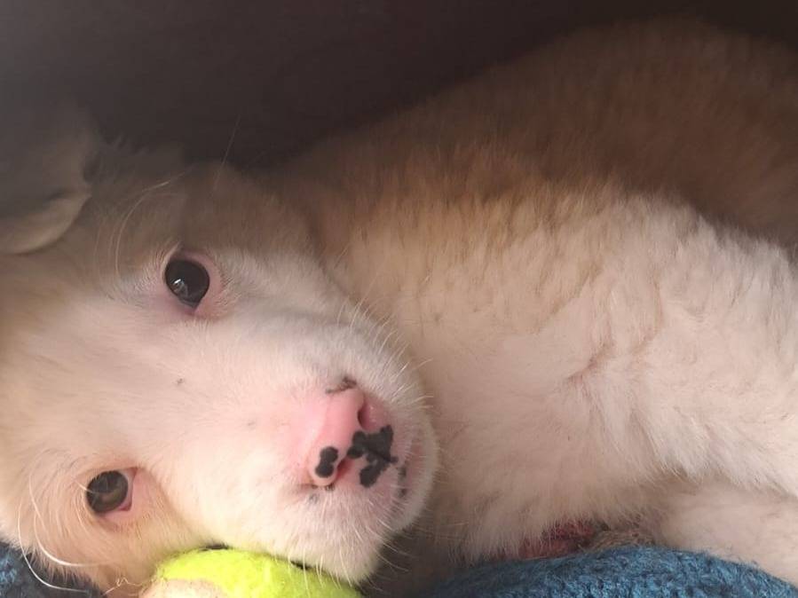 Adotta un cane, taglia grande, femmina, Caltanissetta