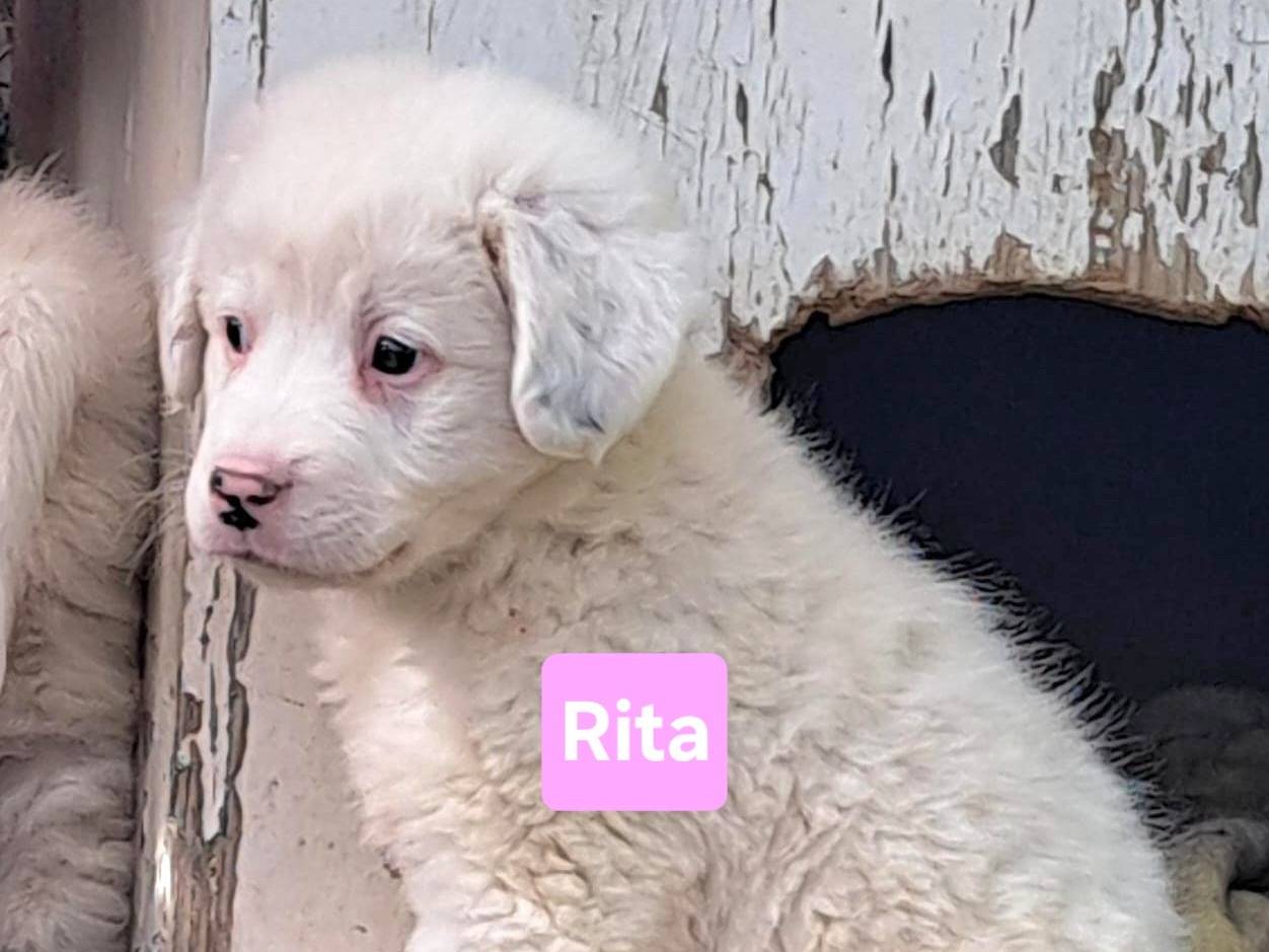 Vuoi adottare un cane a Caltanissetta?