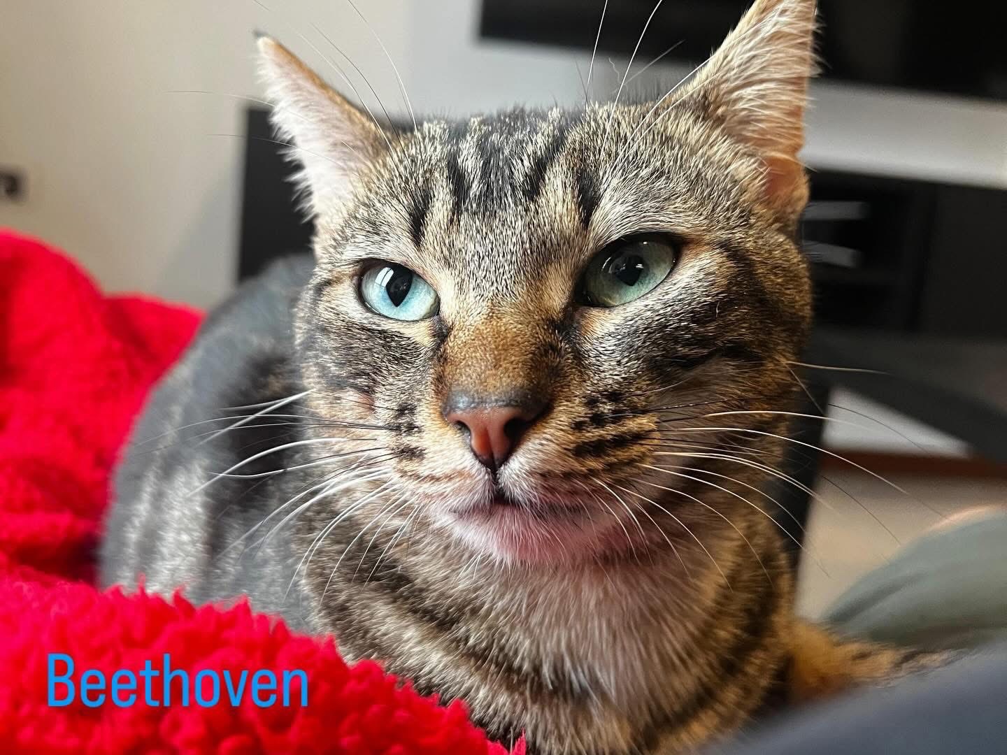 Adotta un gatto, taglia non valida, maschio, Perugia