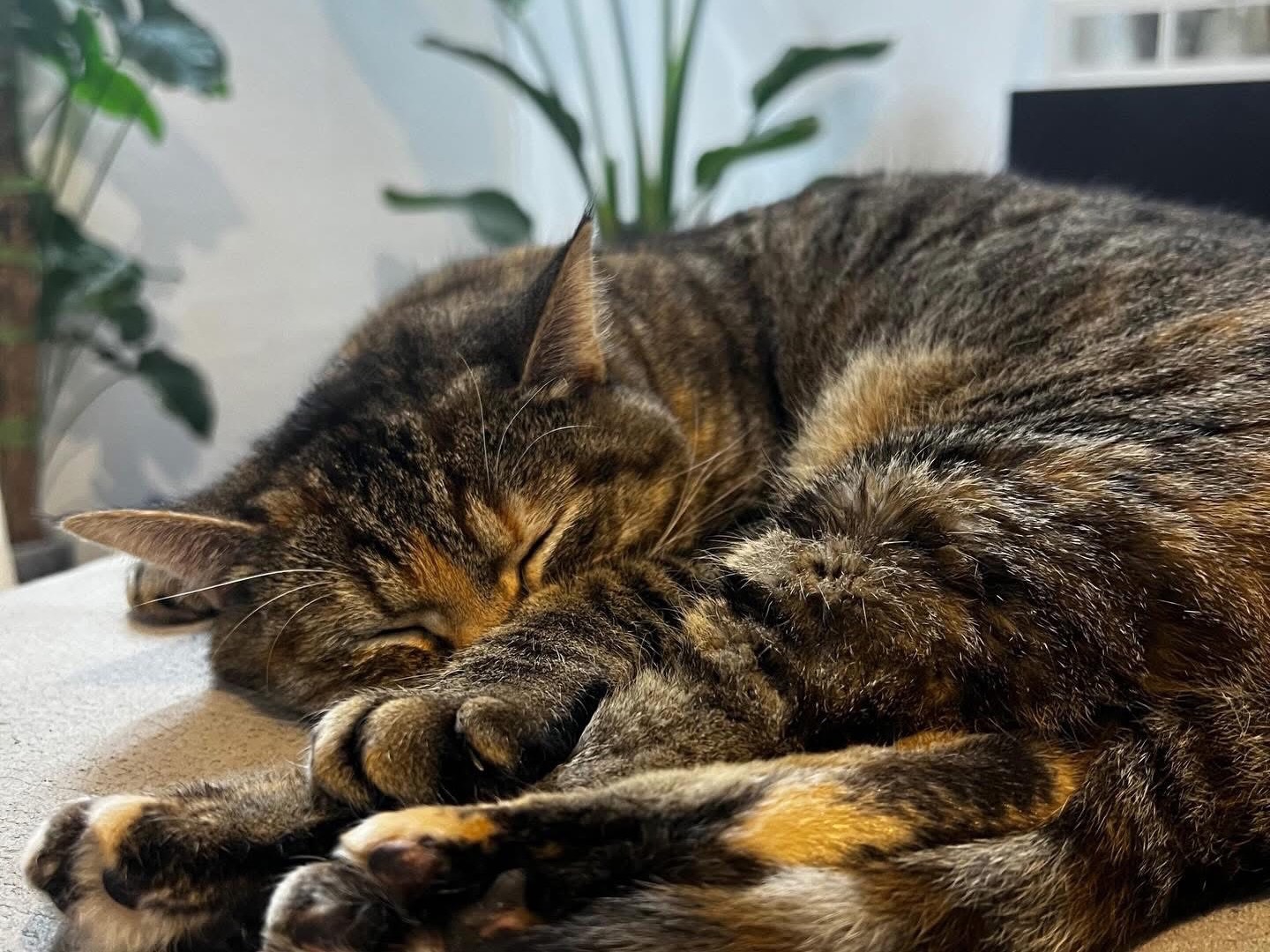 Vuoi adottare un gatto a Perugia?