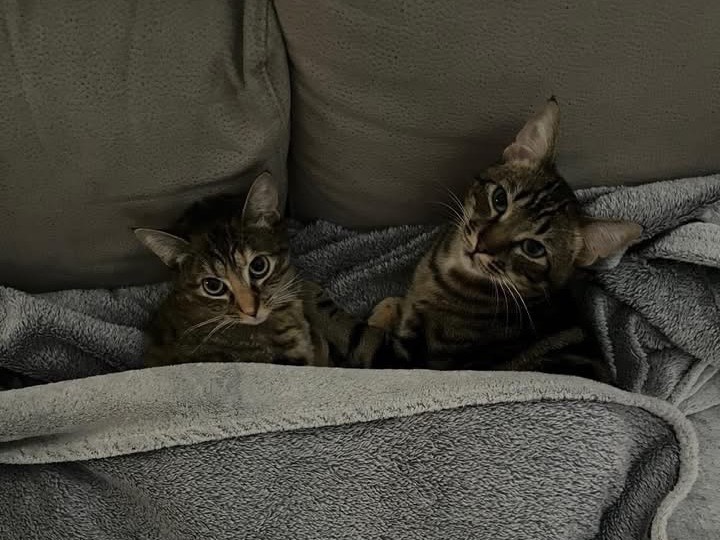 Adozione gatto, maschio, Razza sconosciuta Razza sconosciuta, 11 mesi, taglia non valida, Perugia