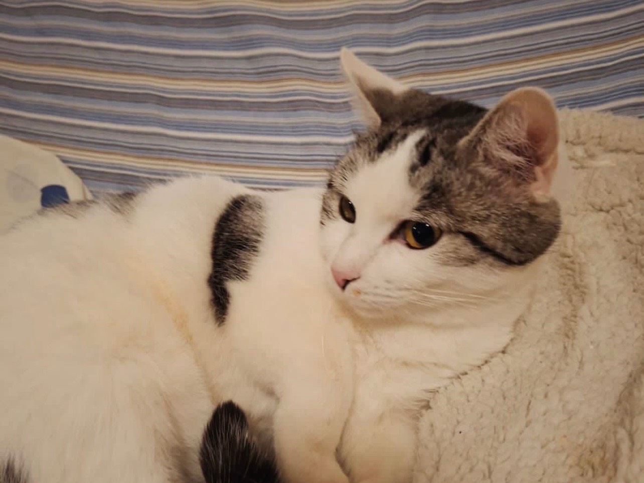 Adotta un gatto, femmina, 2 anni e 11 mesi, Perugia