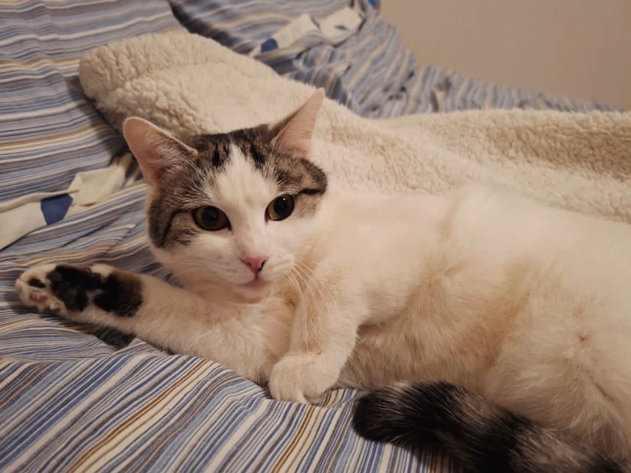 Adotta un gatto, taglia non valida, femmina, Perugia