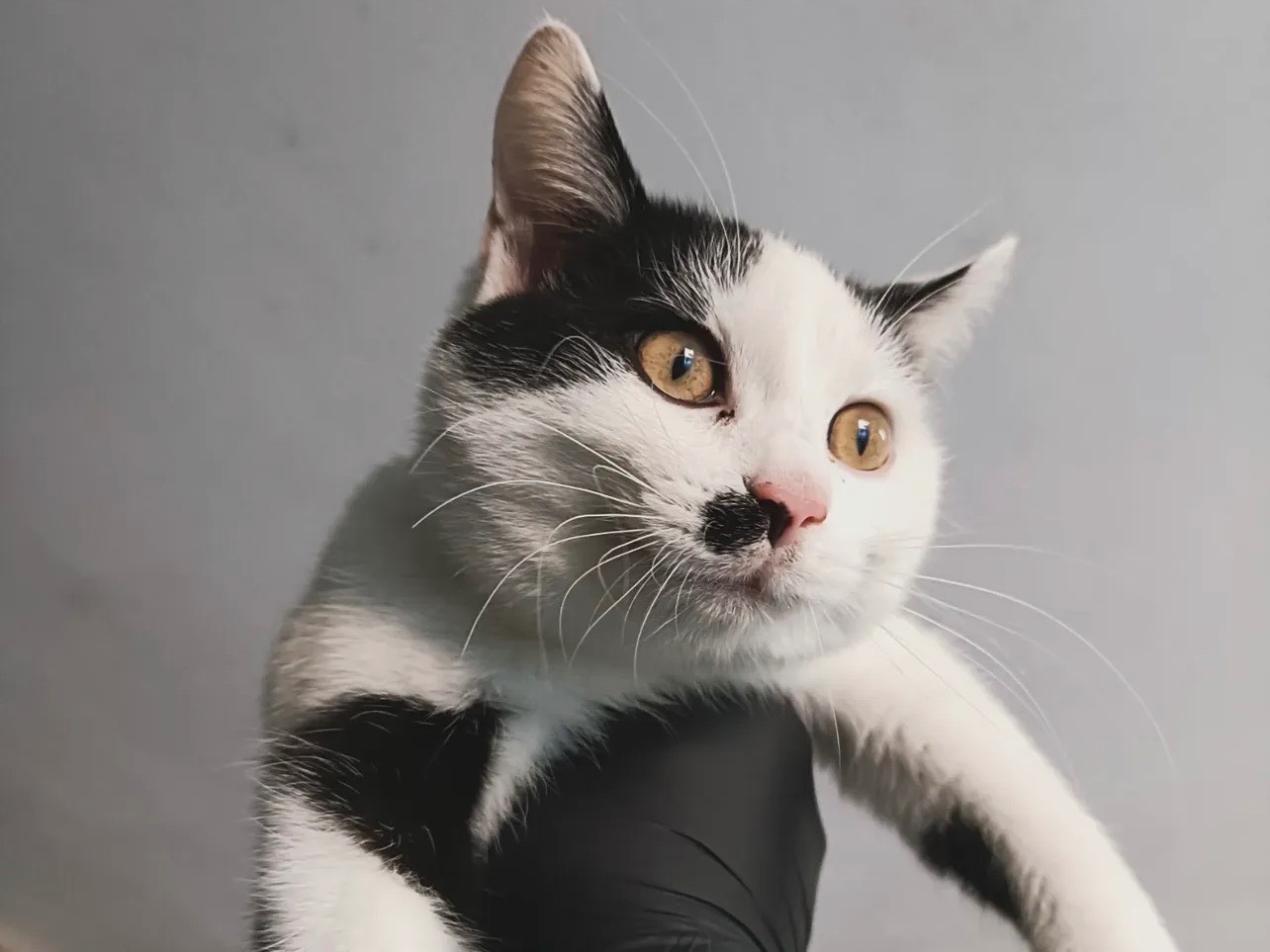 Adozione gatto, femmina, Razza sconosciuta Razza sconosciuta, 6 mesi, taglia non valida, Perugia