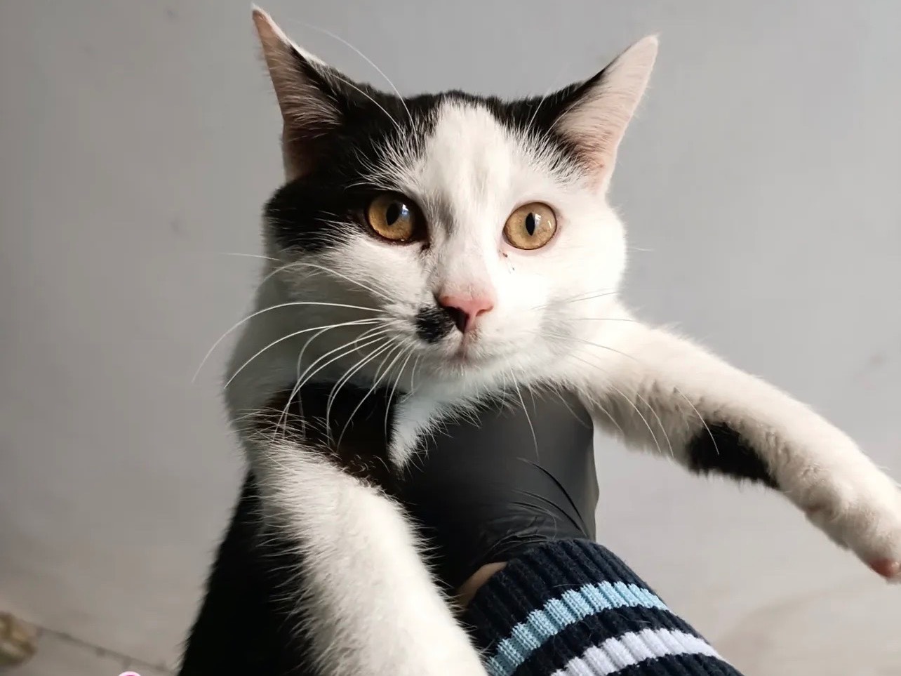 Adotta un gatto, femmina, 6 mesi, Perugia