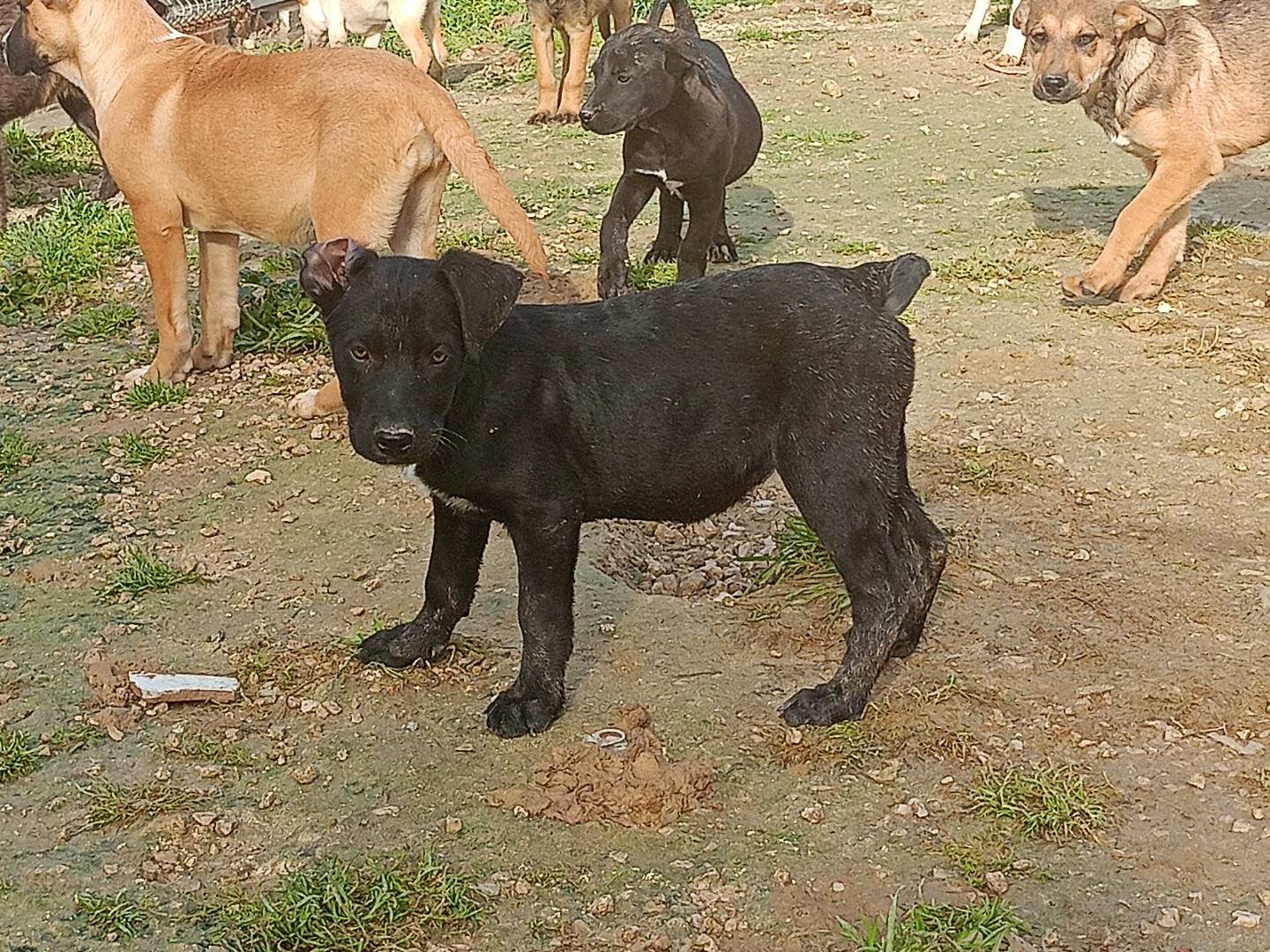 Adotta un cane, femmina, 2 mesi, Ragusa