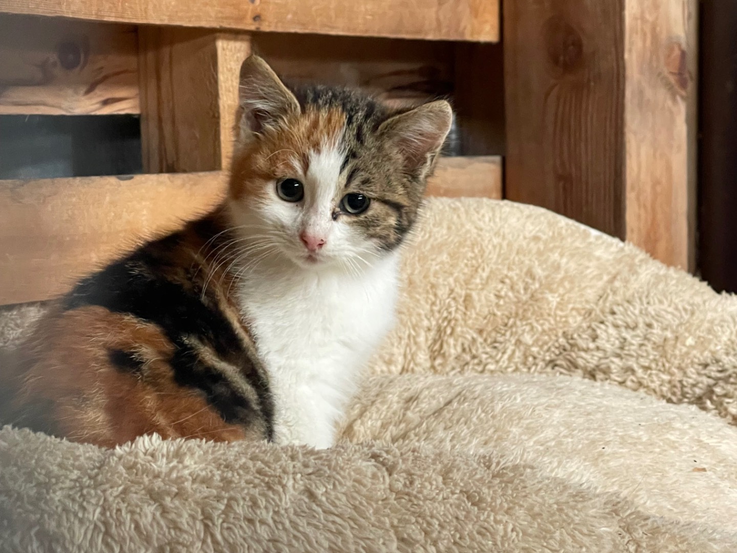 Adozione gatto, femmina, Razza sconosciuta Razza sconosciuta, 2 mesi, taglia non valida, Laquila