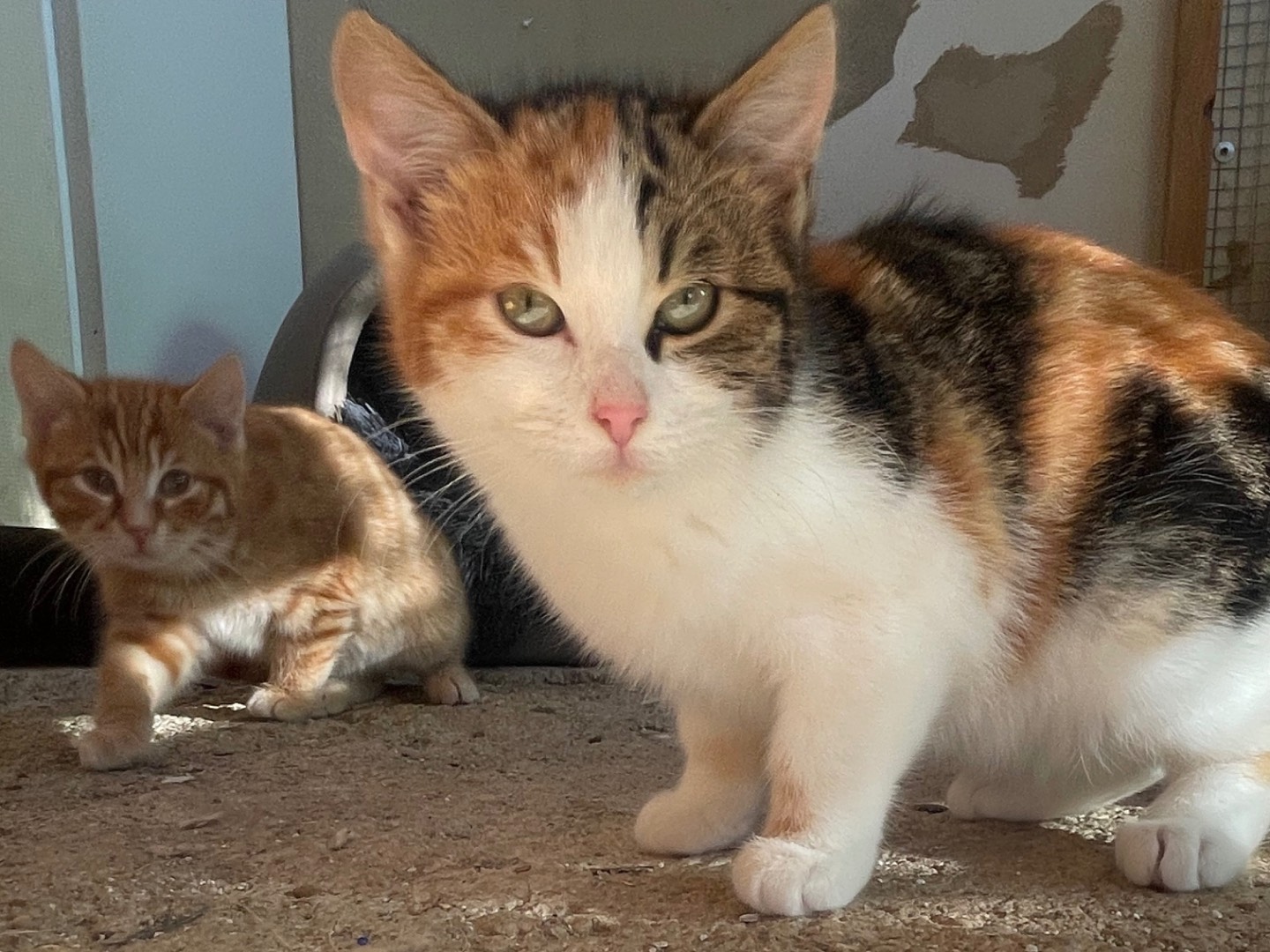 Adotta un gatto, femmina, 2 mesi, Laquila