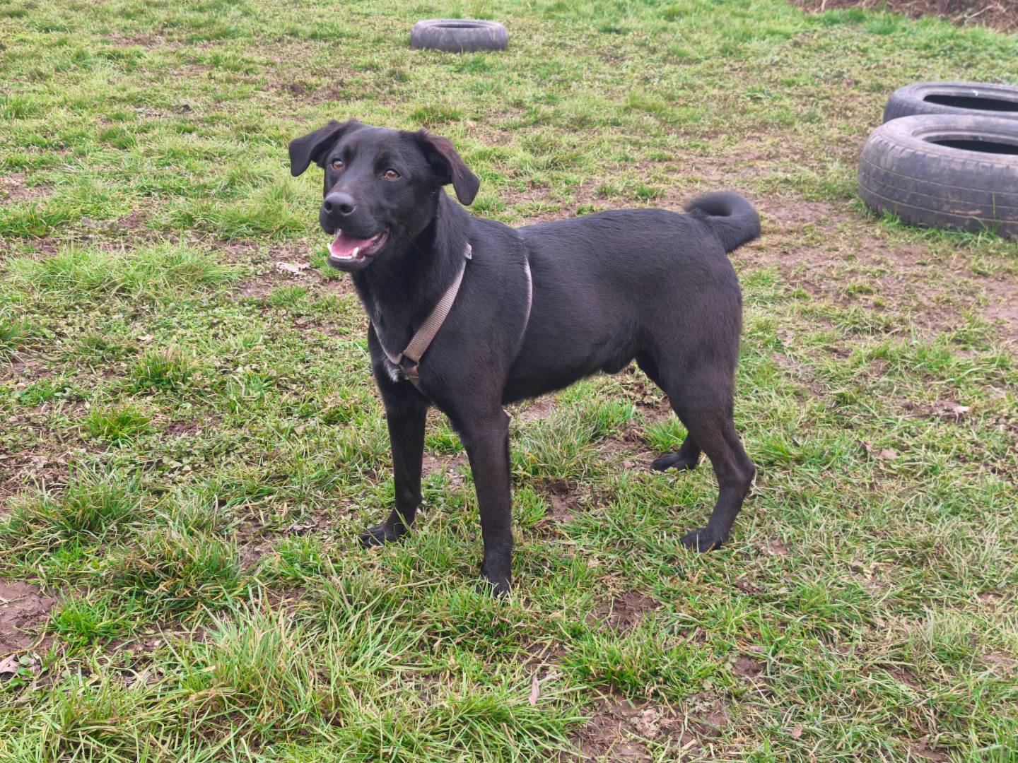 Adotta un cane, maschio, 3 anni, Milano