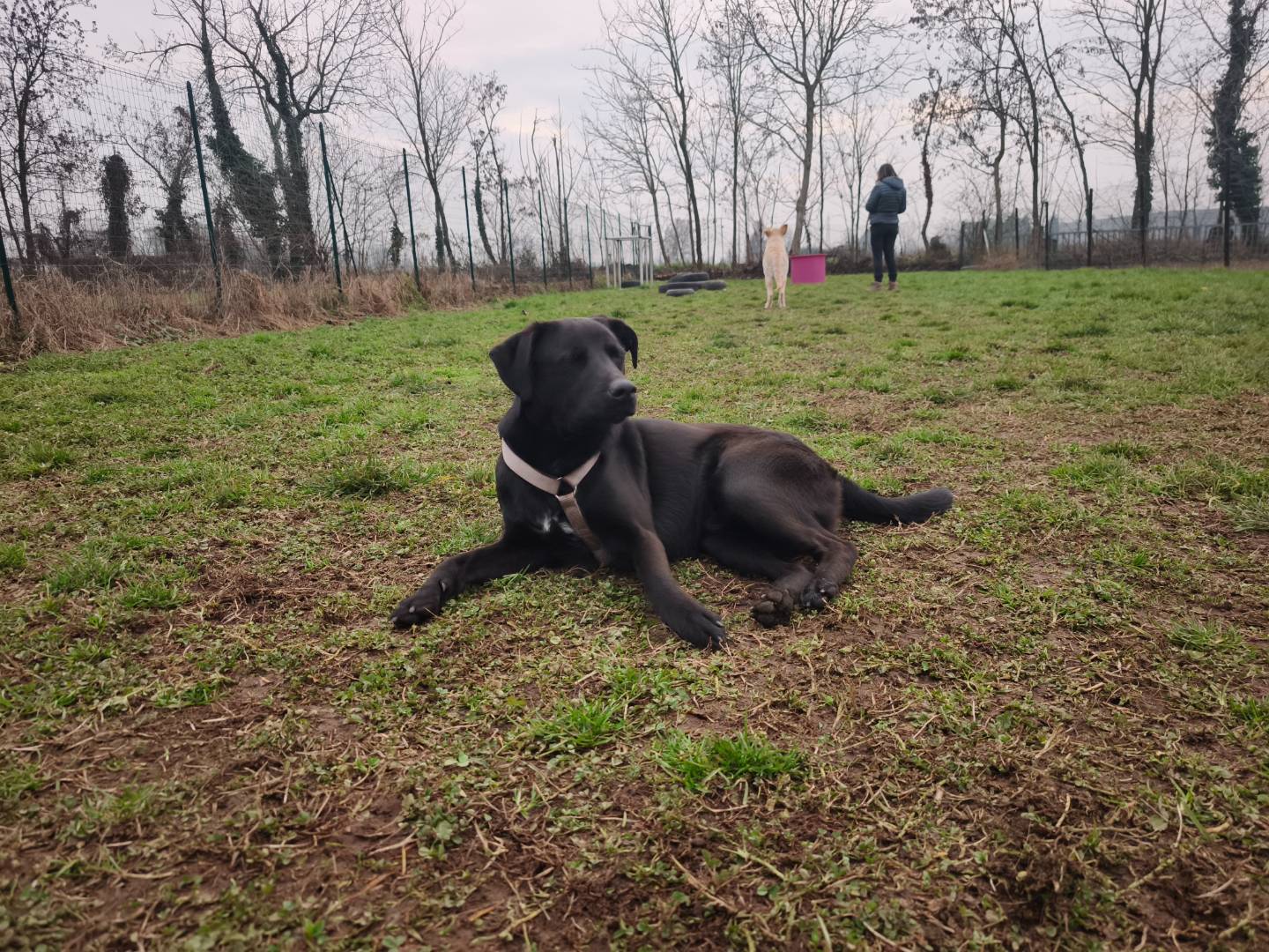 Adotta un cane, taglia media, maschio, Milano