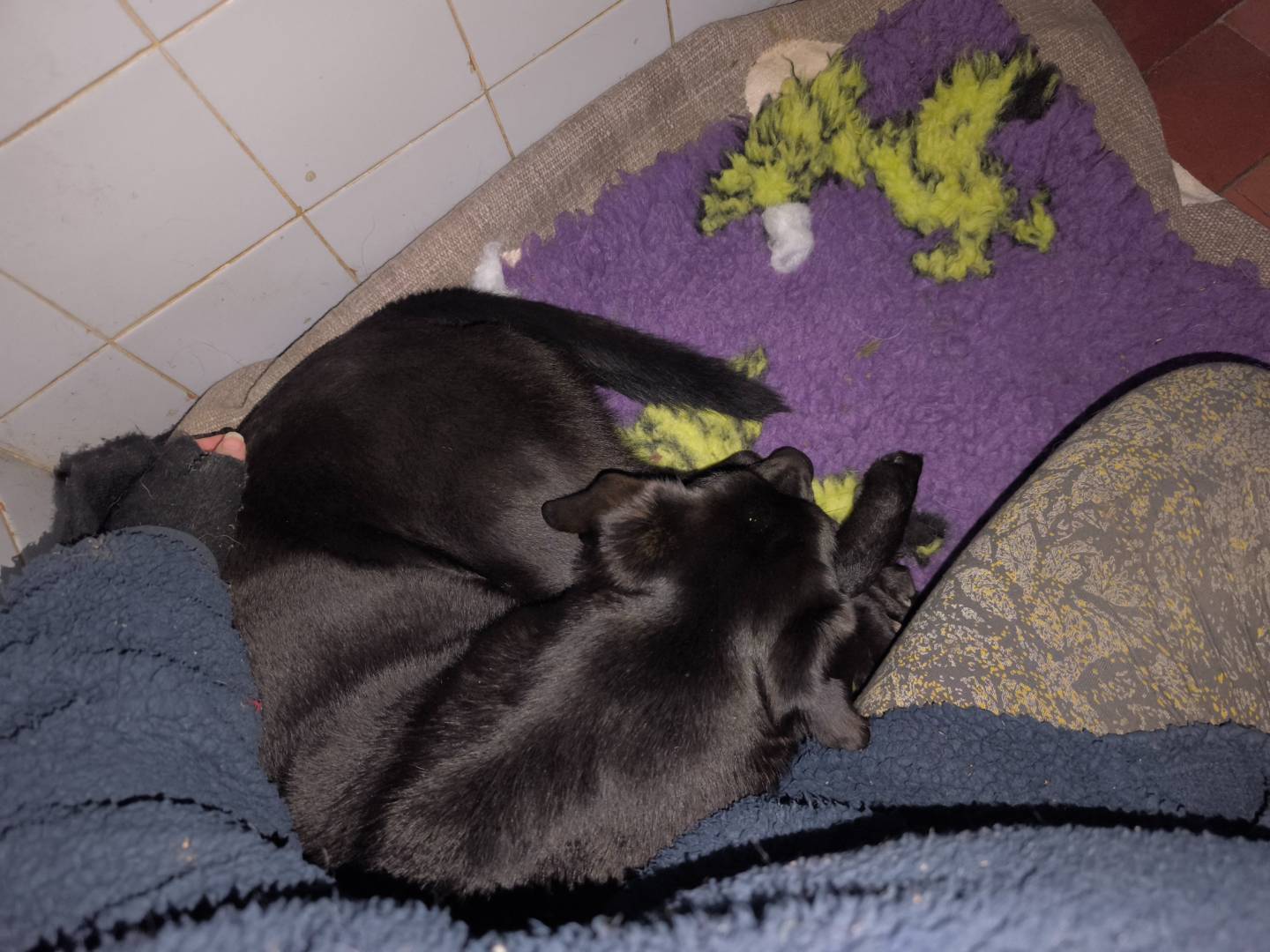 Vuoi adottare un cane a Milano?