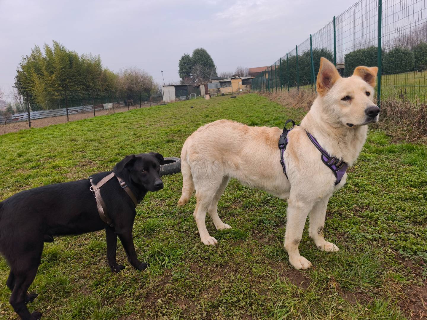 Adotta il cane WHISKY a Milano