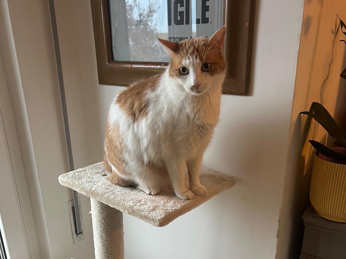 Vuoi adottare un gatto a Latina?