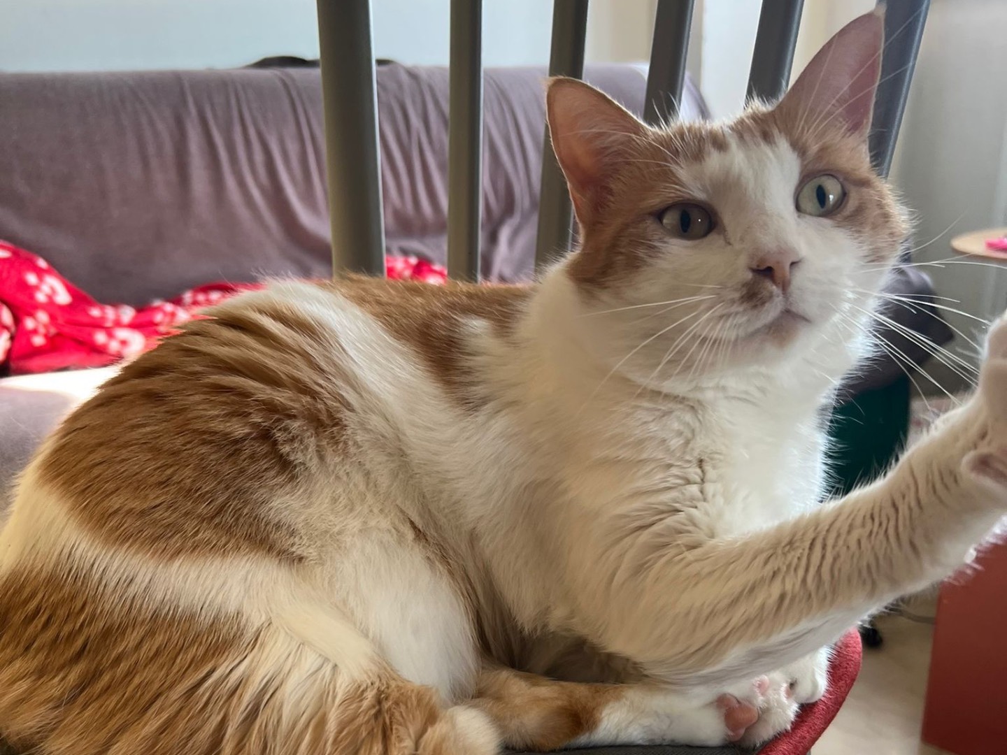 Adotta il gatto Tokio a Latina