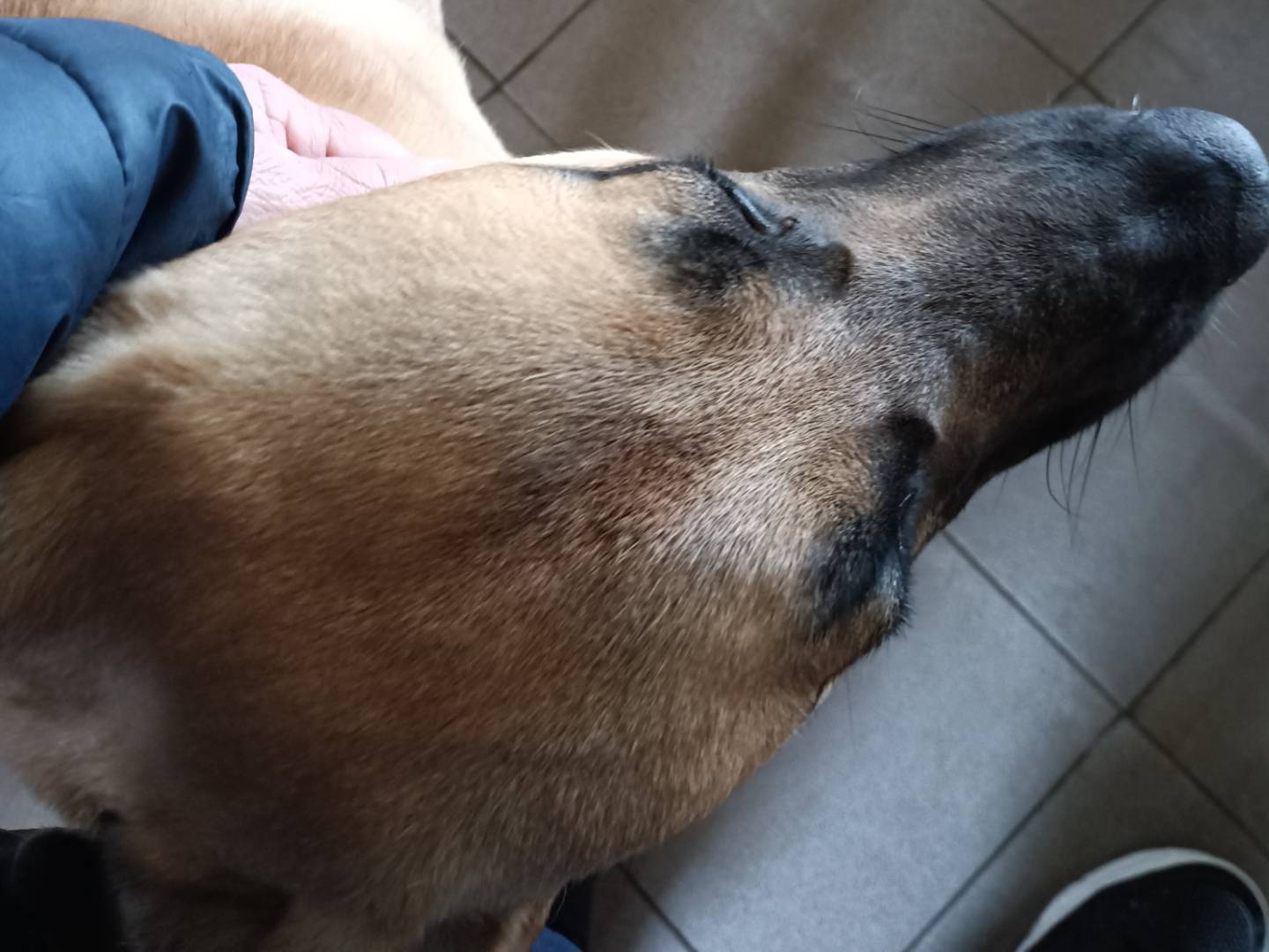 Vuoi adottare un cane a Potenza?