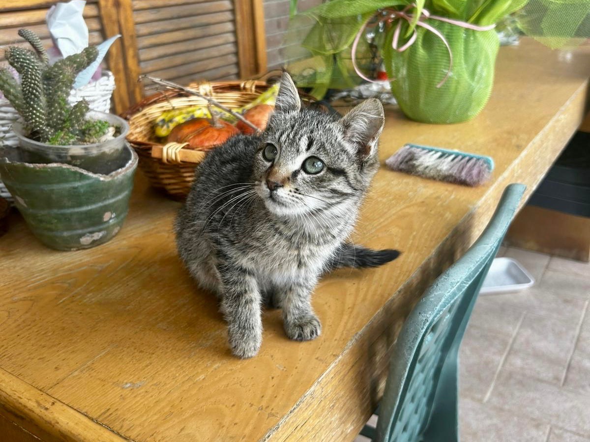 Vuoi adottare un gatto a Latina?