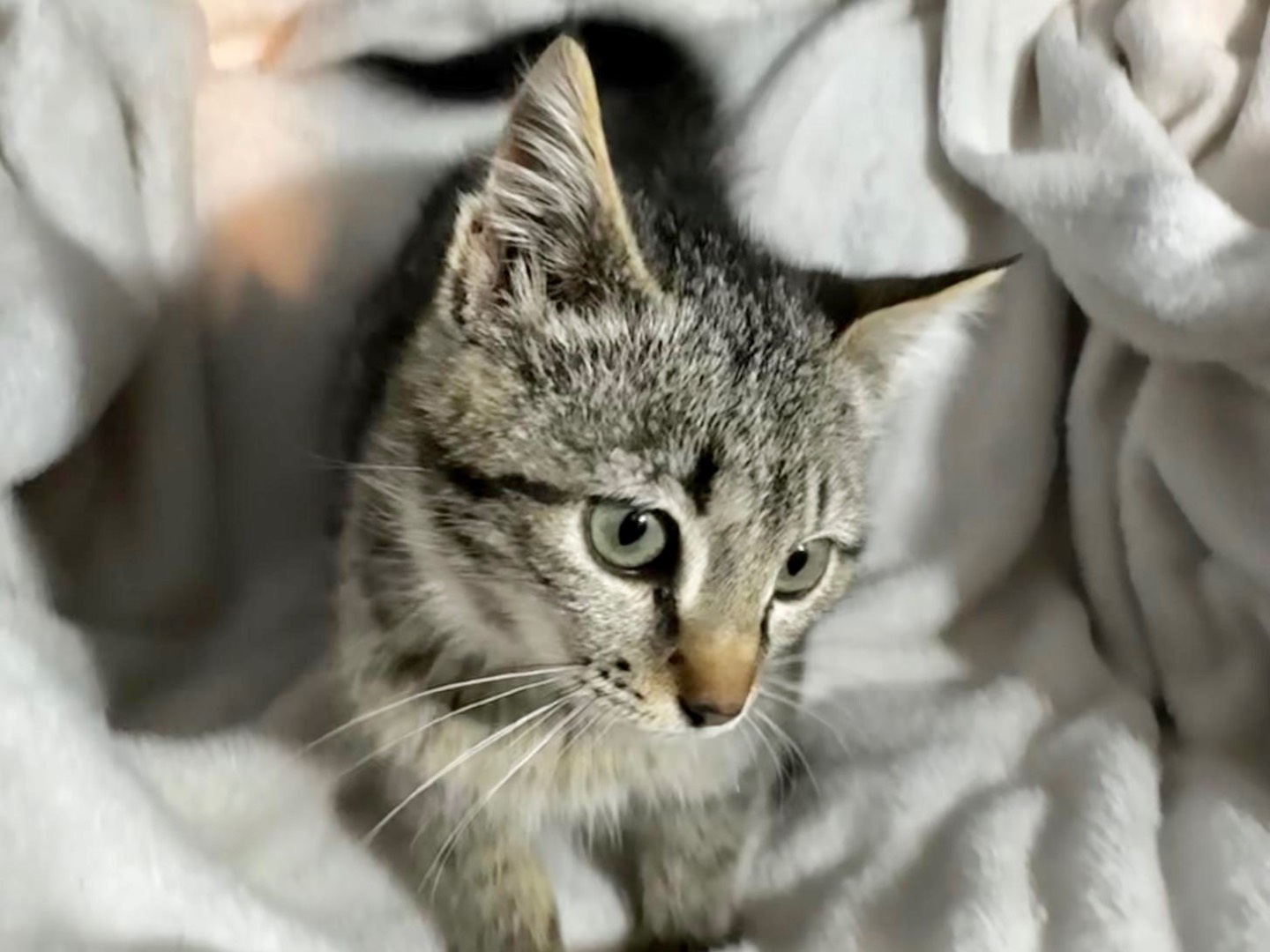 Adotta il gatto Hero a Latina