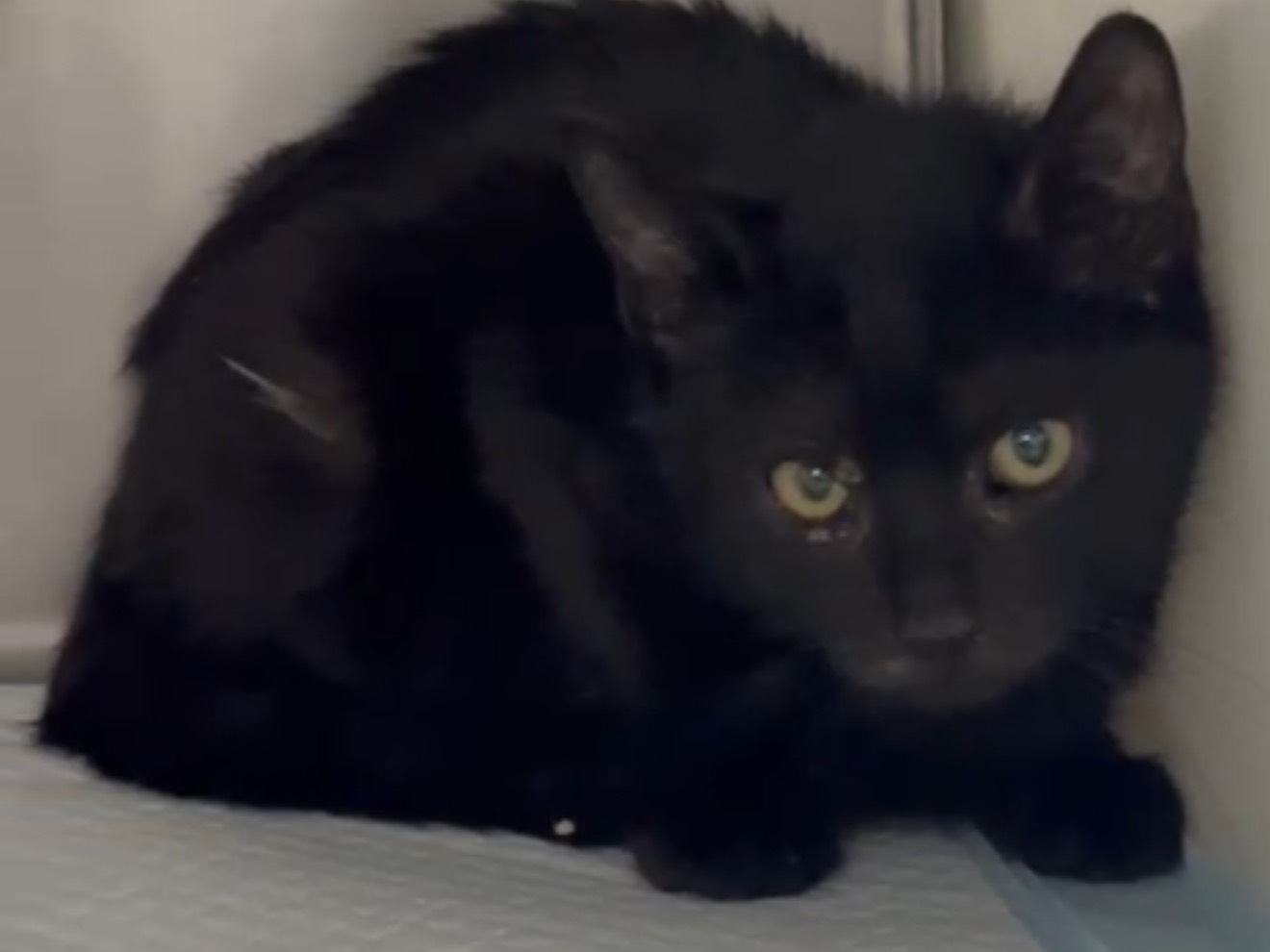 Vuoi adottare un gatto a Latina?