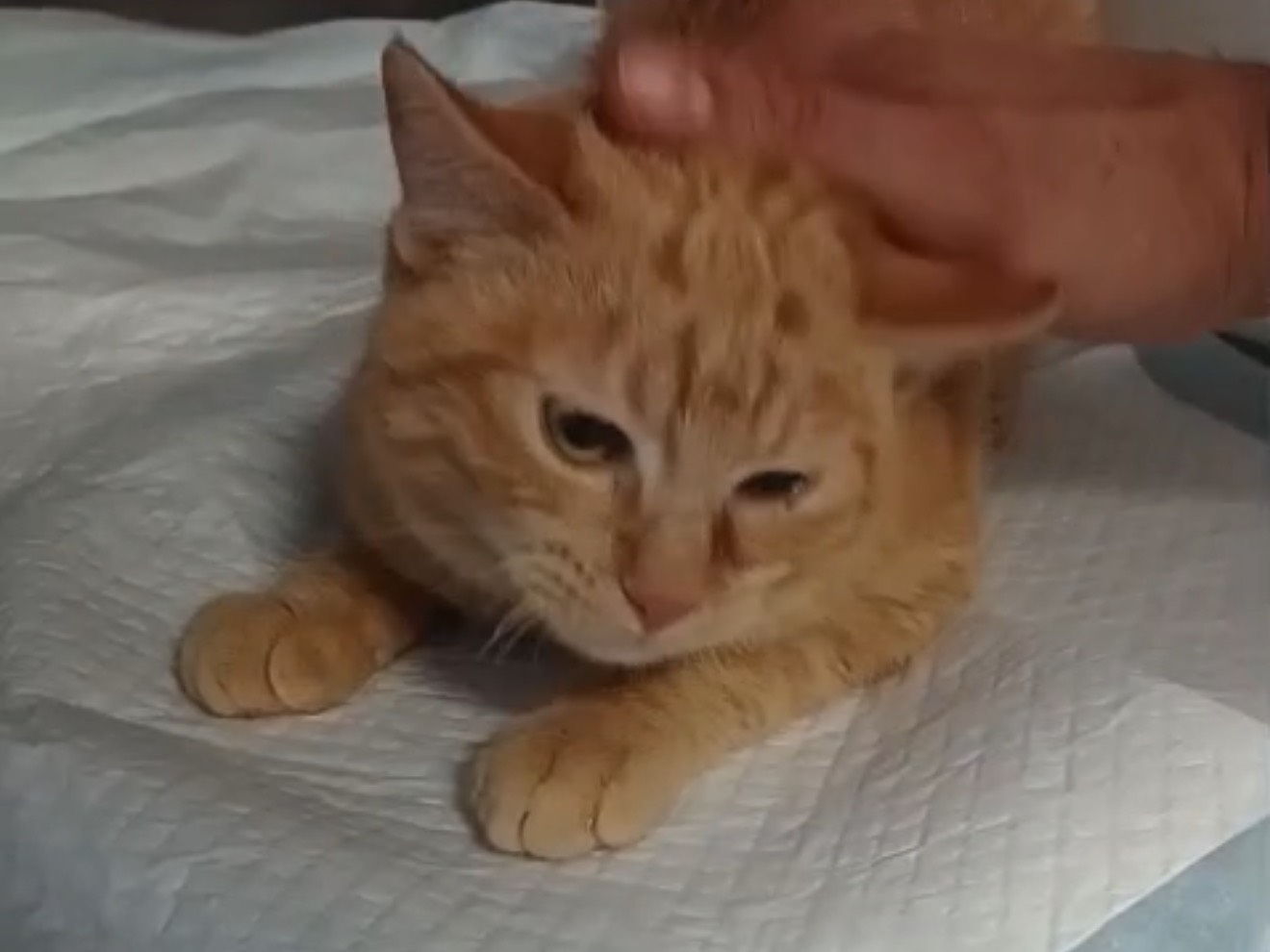 Adozione gatto, maschio, Razza sconosciuta Razza sconosciuta, 4 mesi, taglia non valida, Latina