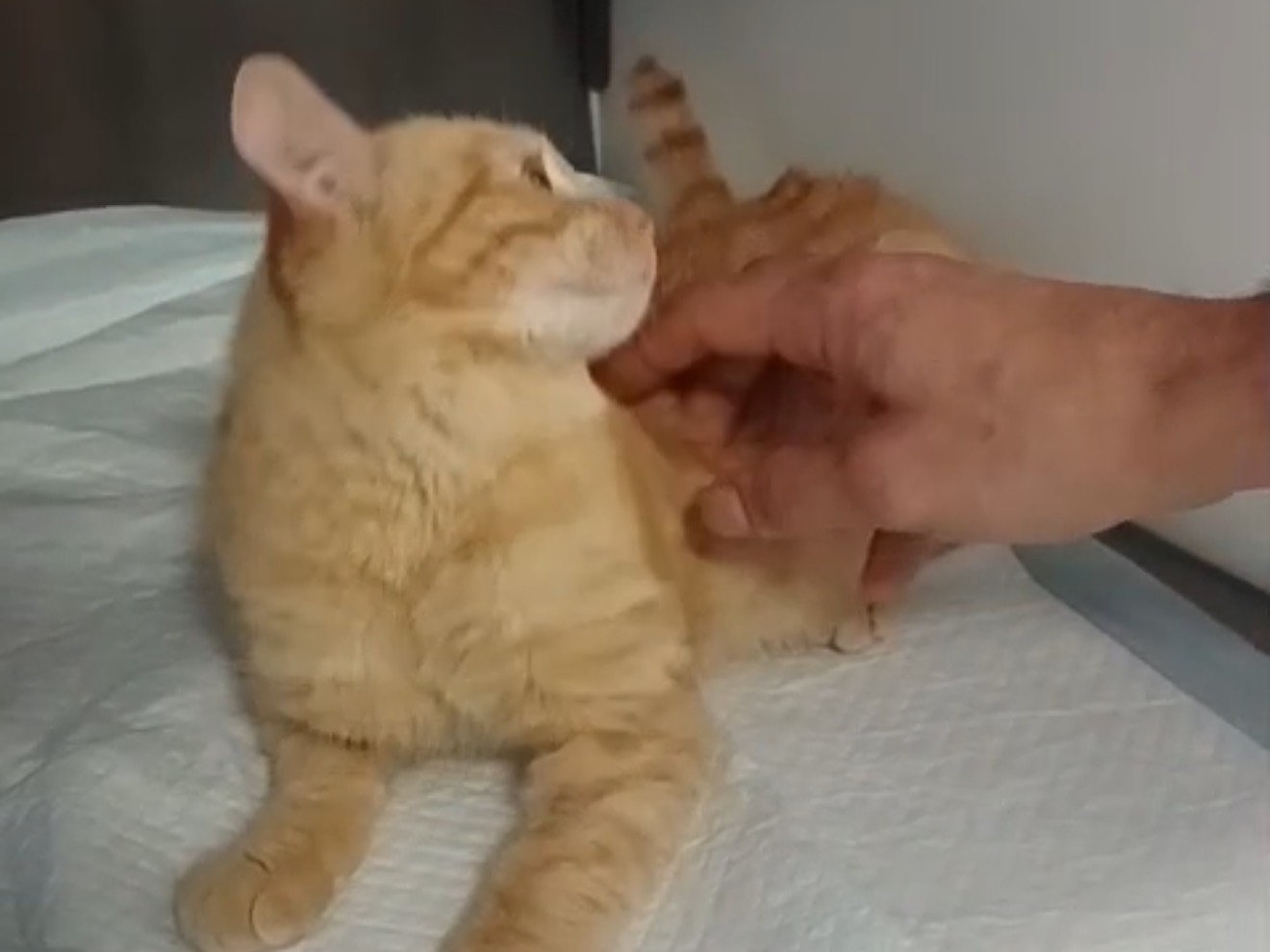 Adotta un gatto, maschio, 4 mesi, Latina