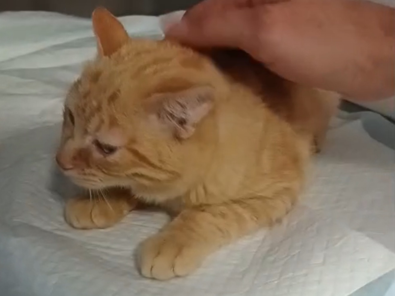 Adotta un gatto, taglia non valida, maschio, Latina