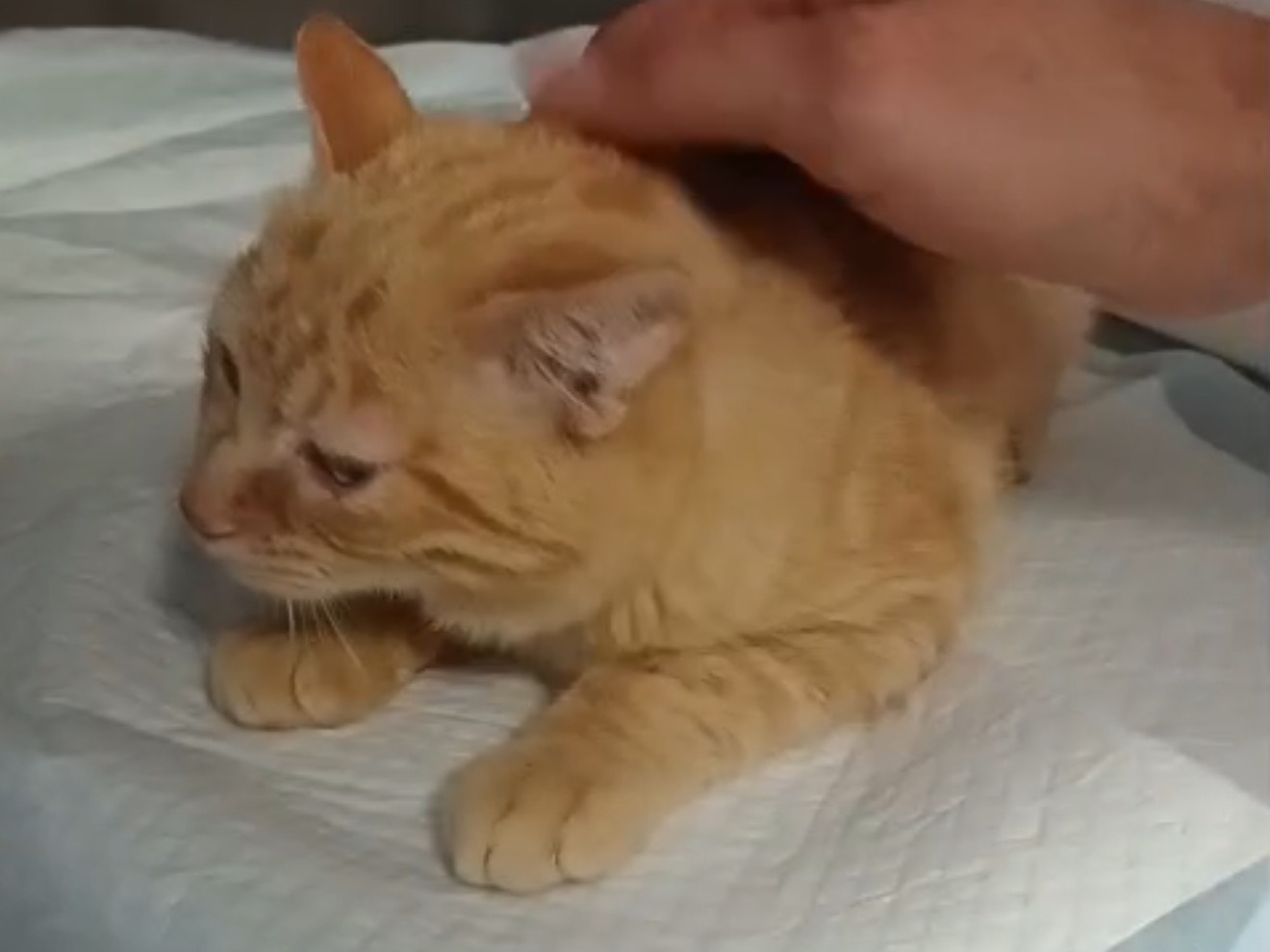 Vuoi adottare un gatto a Latina?