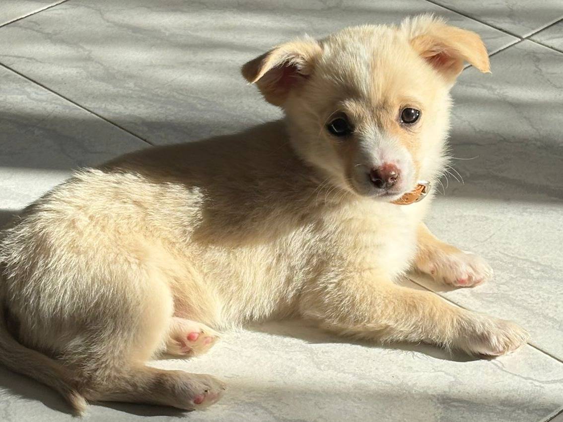 Adozione cane, femmina, Razza sconosciuta Razza sconosciuta, 2 mesi, taglia piccola, Bari