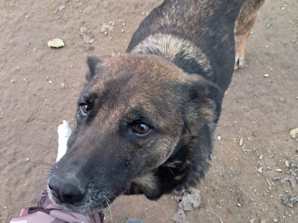 Adozione cane, femmina, Pastore tedesco Razza sconosciuta, 2 anni e 7 mesi, taglia grande, Firenze