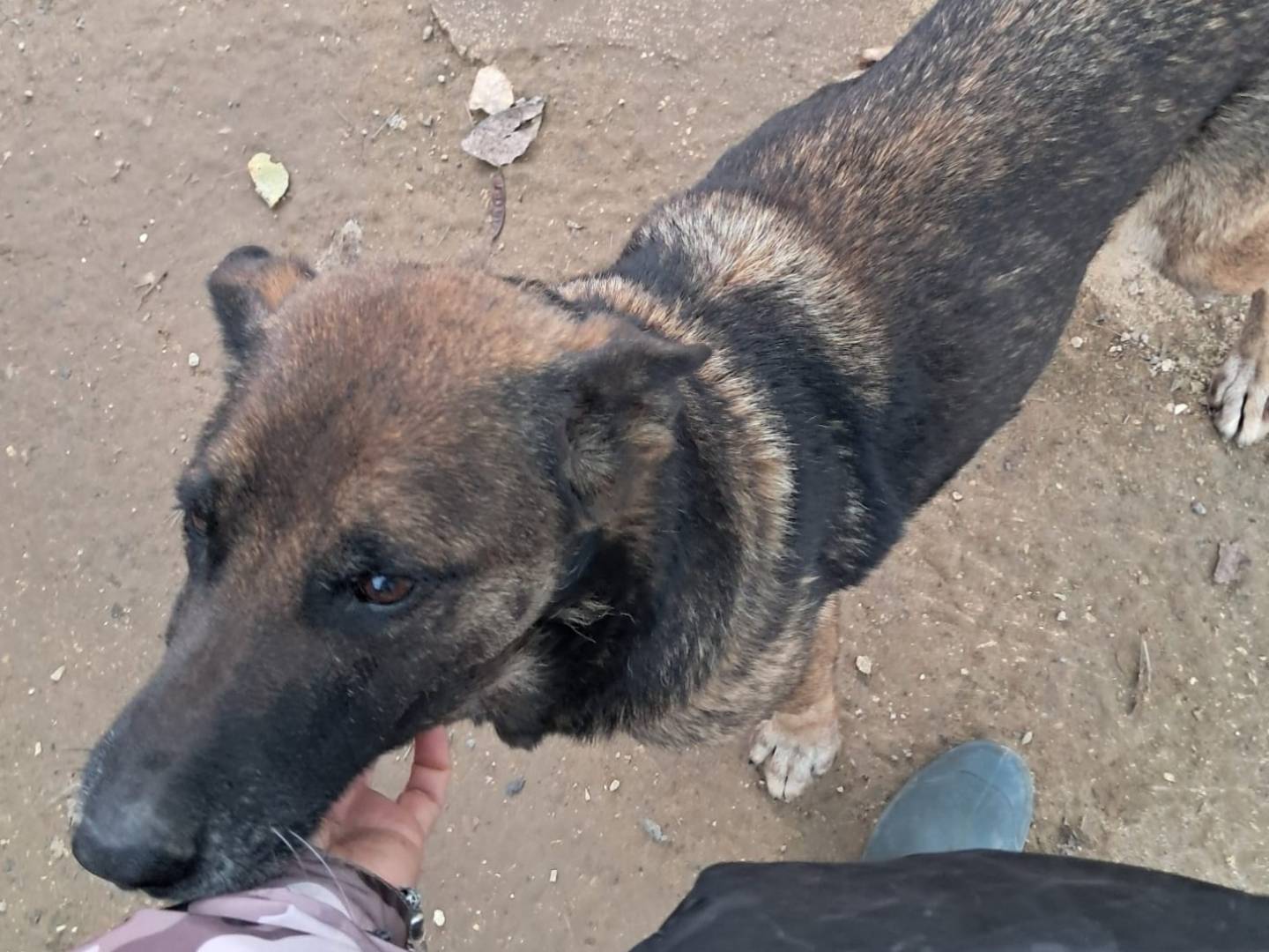 Adotta un cane, femmina, 2 anni e 7 mesi, Firenze