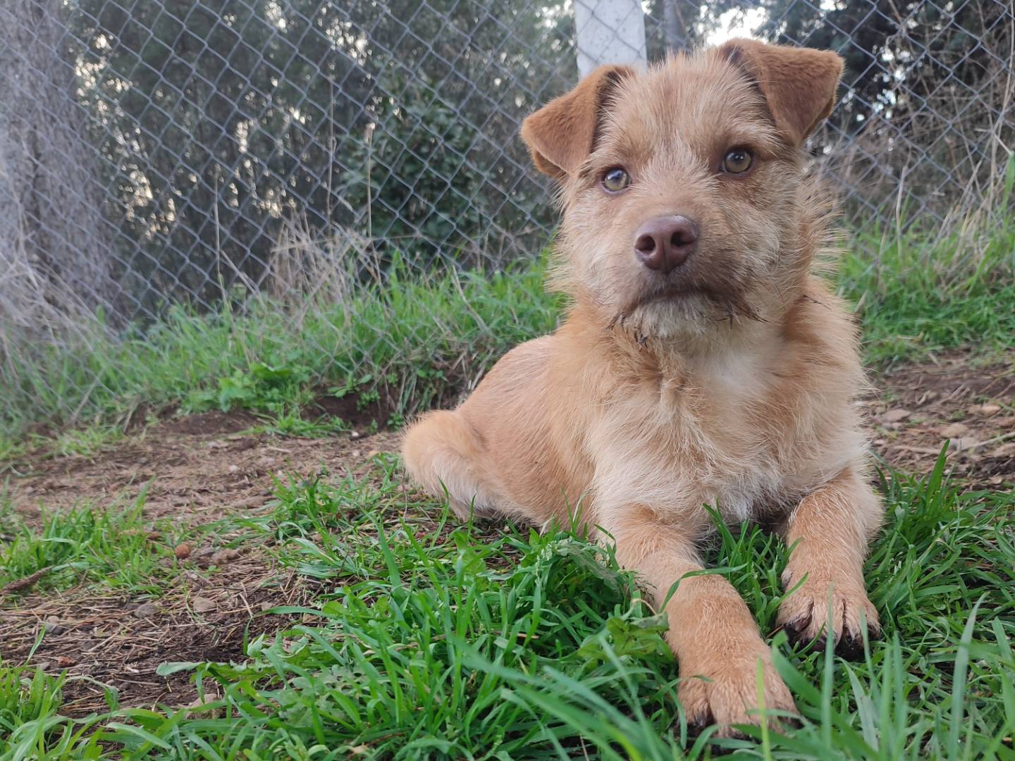 Adozione cane, maschio, Razza sconosciuta Razza sconosciuta, 5 mesi, taglia media contenuta, Viterbo