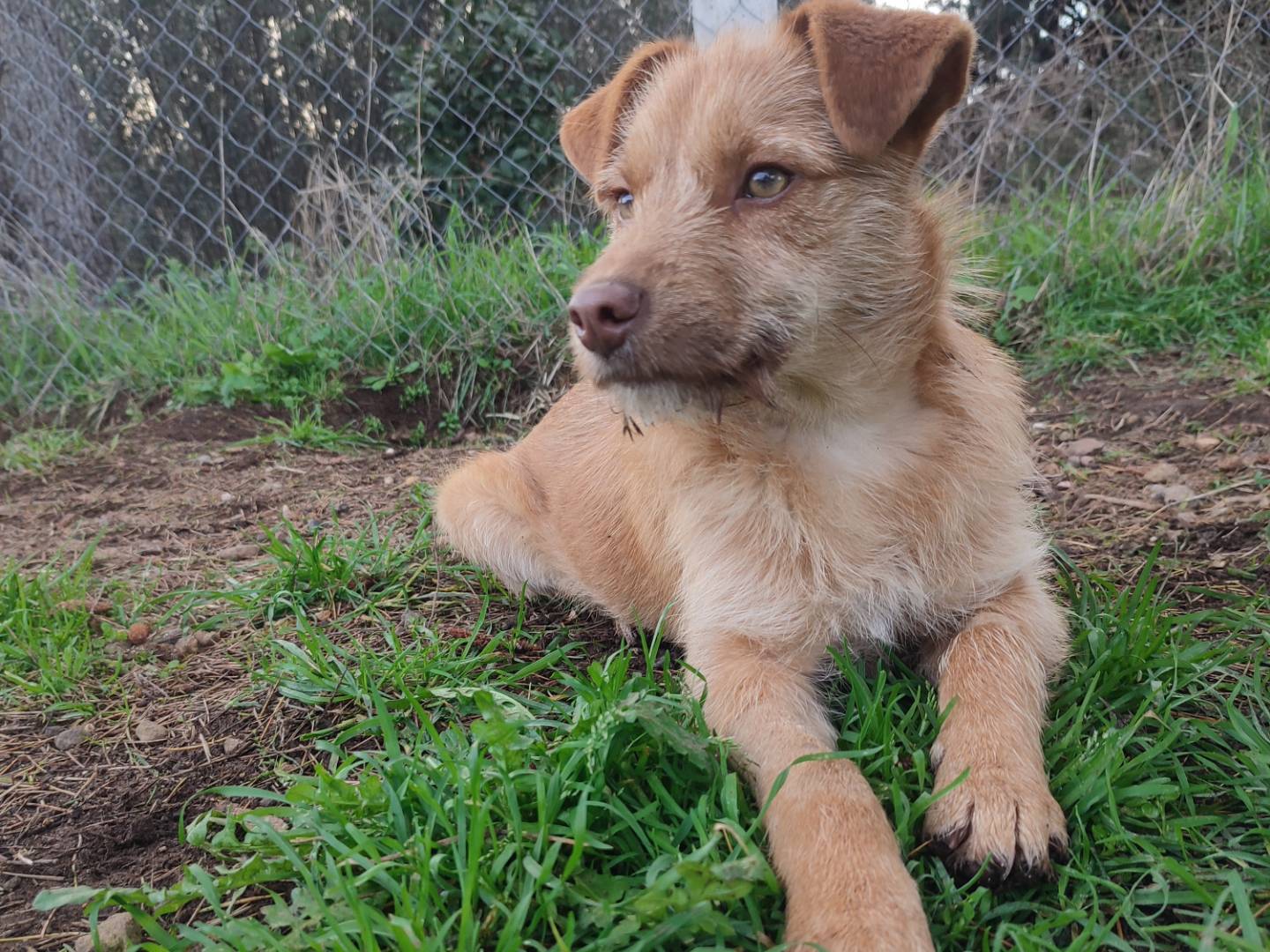 Adotta un cane, maschio, 5 mesi, Viterbo
