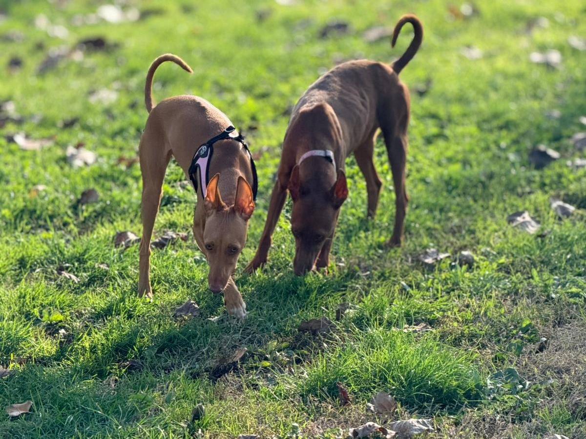 Vuoi adottare un cane a Parma?