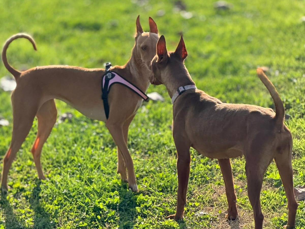 Adotta il cane Cirnechi a Parma