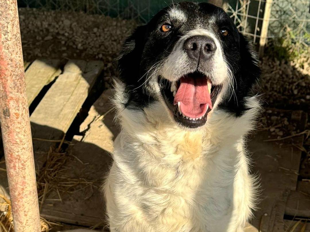 Adotta un cane, femmina, 2 anni, Teramo