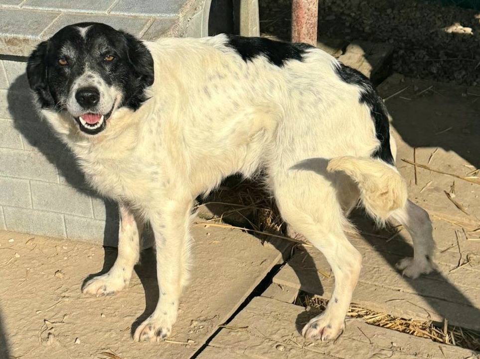 Adotta un cane, taglia media, femmina, Teramo