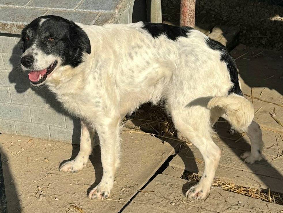 Vuoi adottare un cane a Teramo?