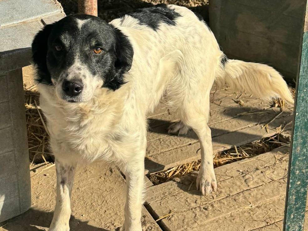 Adotta il cane Tessa a Teramo