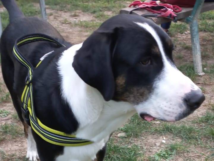 Adozione cane, maschio, Razza sconosciuta Razza sconosciuta, 1 anno e 3 mesi, taglia grande, Parma