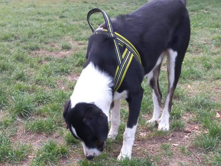 Adotta un cane, maschio, 1 anno e 3 mesi, Parma