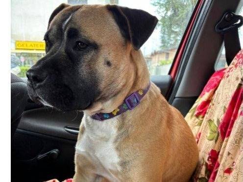 Adozione cane, maschio, Boxer Razza sconosciuta, 1 anno e 4 mesi, taglia media, Parma