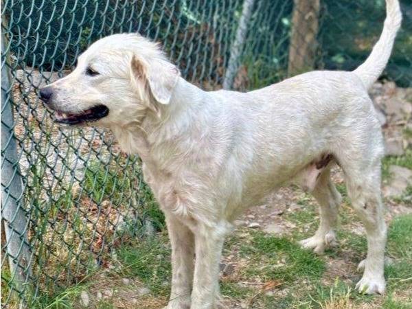 Adozione cane, maschio, Pastore maremmano Razza sconosciuta, 3 anni e 6 mesi, taglia grande, Parma