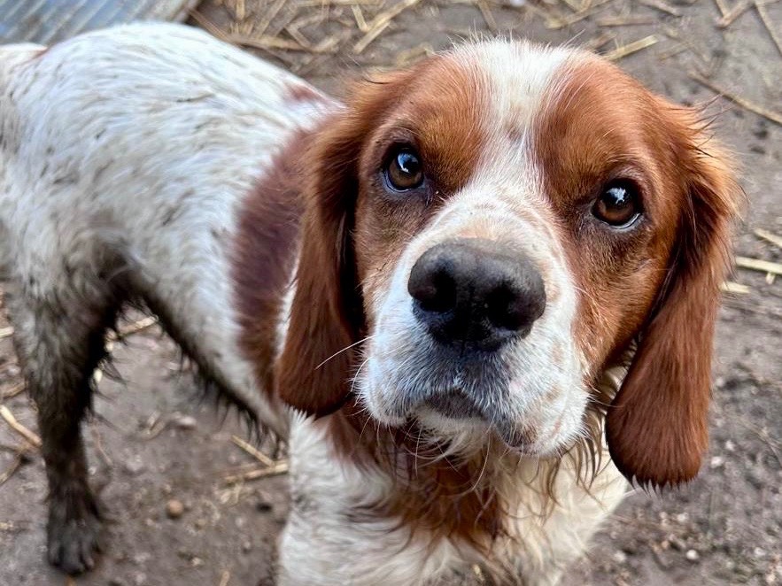 Adozione cane, maschio, Breton Razza sconosciuta, 1 anno, taglia media, Savona