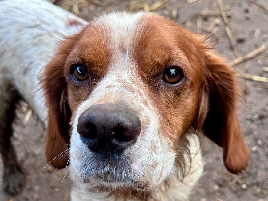 Adotta un cane, maschio, 1 anno, Savona