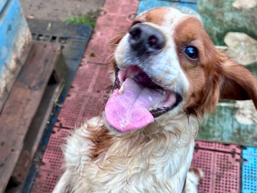 Adotta un cane, taglia media, maschio, Savona