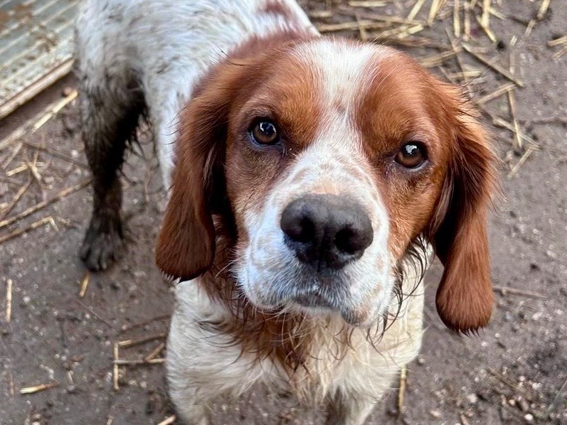 Vuoi adottare un cane a Savona?