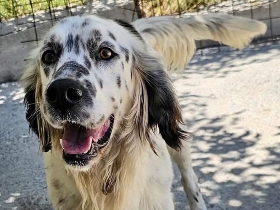 Adozione cane, maschio, Setter Inglese Razza sconosciuta, 5 anni e 11 mesi, taglia media, Potenza