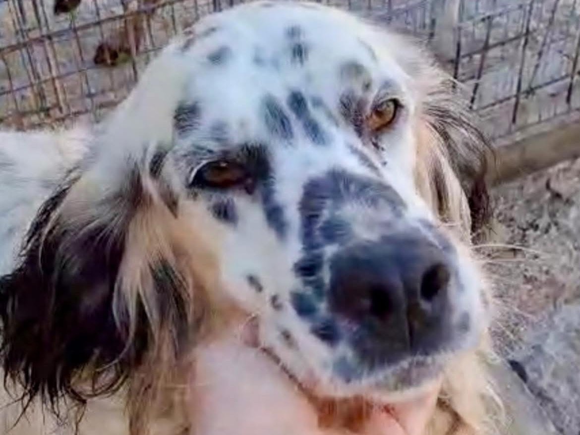 Adotta un cane, maschio, 5 anni e 11 mesi, Potenza