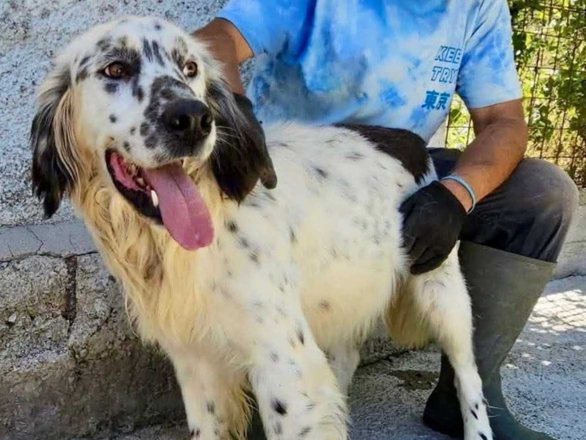 Vuoi adottare un cane a Potenza?