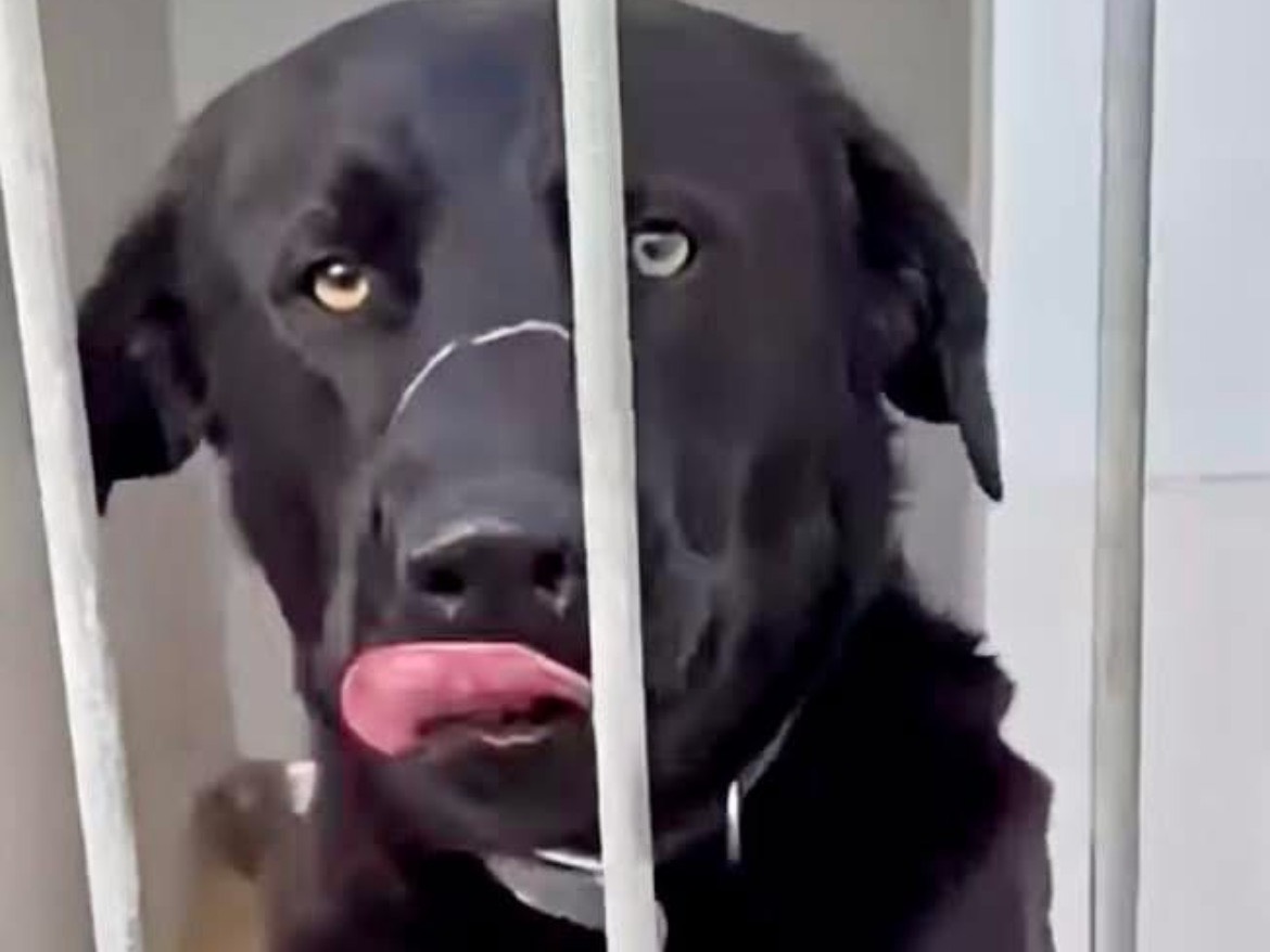 Adozione cane, maschio, Labrador Retriever Razza sconosciuta, 2 anni e 2 mesi, taglia grande, Lecce